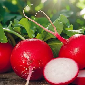Graines de radis Cherry Belle Raphanus Sativus Annuel