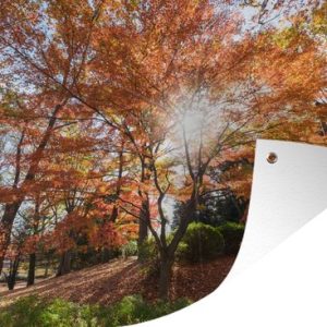 La lumière du soleil à travers un érable japonais dans le parc 180×120 cm XXL / Groot format! La lumière du soleil à travers un érable japonais dans le parc 180×120 cm XXL / Groot format!