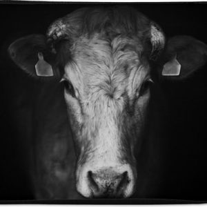 Housse pour ordinateur portable 13 pouces – Animaux – Vache – Zwart – Wit – Tête de vache – Housse pour ordinateur portable – Dimensions intérieures 32×22,5 cm – Dos noir