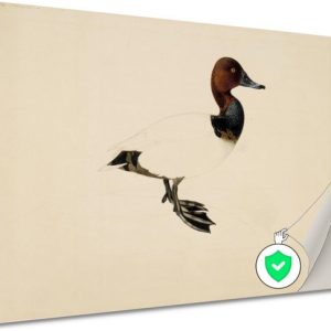 Fuligule milouin – Décoration murale Wilhelm von Wright – Décoration murale Canard – Posters animaux – Décoration murale classique – Affiche chambre – Affiche Décoration murale chambre 105×70 cm Fuligule milouin – Décoration murale Wilhelm von Wright – Décoration murale Canard – Posters animaux – Décoration murale classique – Affiche chambre – Affiche Décoration murale chambre 105×70 cm