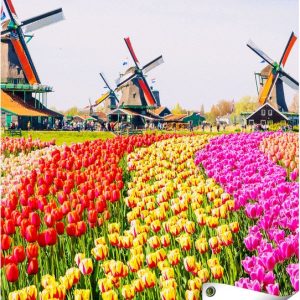 Gards Affiche de jardin Tulipes colorées Champ de fleurs – Moulin à vent – 60×80 cm – Toile jardin – Décoration de jardin – Décoration murale extérieur – Tableau jardin Gards Affiche de jardin Tulipes colorées Champ de fleurs – Moulin à vent – 60×80 cm – Toile jardin – Décoration de jardin – Décoration murale extérieur – Tableau jardin