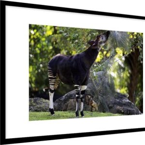 Okapi mangeant des feuilles dans la prairie cadre photo noir avec tapis blanc 60×90 Okapi mangeant des feuilles dans la prairie cadre photo noir avec tapis blanc 60×90