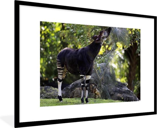 Okapi mangeant des feuilles dans la prairie cadre photo noir avec tapis blanc 60x90