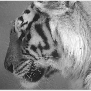 Gros plan tigre en papier poster noir et blanc 90×60 cm – Tirage photo sur Poster (décoration murale salon / chambre) / Poster Animaux sauvages