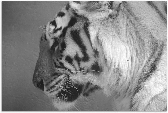 Gros plan tigre en papier poster noir et blanc 90x60 cm - Tirage photo sur Poster (décoration murale salon / chambre) / Poster Animaux sauvages