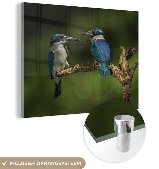 MuchoWow® Peinture sur verre - Vogels - Martin-pêcheur - Branche - 80x60 cm - Peintures sur verre acrylique - Photo sur Glas
