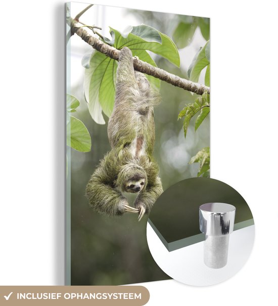 MuchoWow® Peinture sur verre 120x180 cm - Peinture sur verre acrylique - Un paresseux pend la tête en bas dans les arbres - Photo sur verre - Peintures