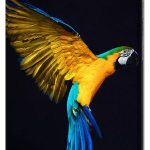 Housse Téléphone Samsung Galaxy Xcover 6 Pro Smart Cover Case Parrot Housse Téléphone Samsung Galaxy Xcover 6 Pro Smart Cover Case Parrot