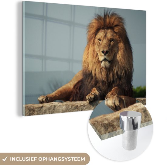 Lion reposant sur un rocher en Glas 60x40 cm - Tirage photo sur Glas (décoration murale en plexiglas)