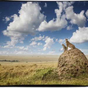 Housse ordinateur 13 pouces 34×24 cm – Familles d&rsquo;animaux – Housse Macbook & Laptop Cheetahs on a rock – Housse ordinateur portable avec photo