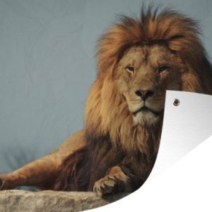 Lion couché 90×60 cm Lion couché 90×60 cm