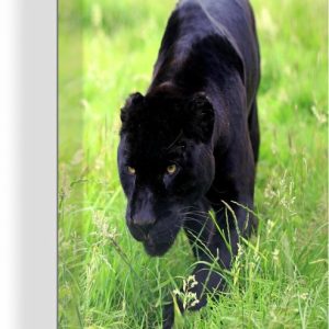 Jaguar noir dans un champ d’herbe 40×60 cm – Tirage photo sur toile (Décoration murale salon / chambre) / Peintures sur toile Prédateurs Jaguar noir dans un champ d’herbe 40×60 cm – Tirage photo sur toile (Décoration murale salon / chambre) / Peintures sur toile Prédateurs