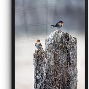 Image encadrée – Cadre photo Vogels sur tronc d’arbre noir sans passe partout 40×60 cm – Affiche encadrée (Décoration murale salon / chambre) Image encadrée – Cadre photo Vogels sur tronc d’arbre noir sans passe partout 40×60 cm – Affiche encadrée (Décoration murale salon / chambre)