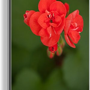 Fleur de géranium en fleurs Aluminium 80×120 cm – Tirage photo sur aluminium (décoration murale en métal) Fleur de géranium en fleurs Aluminium 80×120 cm – Tirage photo sur aluminium (décoration murale en métal)