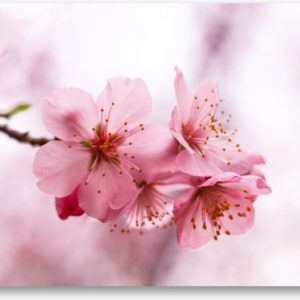 Fleur Rose – Affiche Jardin 120×80 | Décoration murale – Minimaliste – Nature – Fleurs Fleur Rose – Affiche Jardin 120×80 | Décoration murale – Minimaliste – Nature – Fleurs