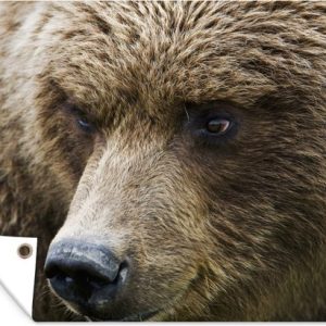 Gros plan d’un ours brun 40×30 cm – petit Gros plan d’un ours brun 40×30 cm – petit