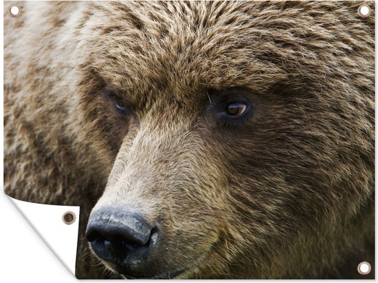 Gros plan d'un ours brun 40x30 cm - petit