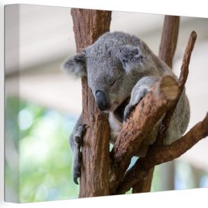 Jeune koala dort dans un arbre 180×120 cm – Tirage photo sur Toile (Décoration murale salon / chambre) / Animaux sauvages Peintures sur toile XXL / Groot format! Jeune koala dort dans un arbre 180×120 cm – Tirage photo sur Toile (Décoration murale salon / chambre) / Animaux sauvages Peintures sur toile XXL / Groot format!