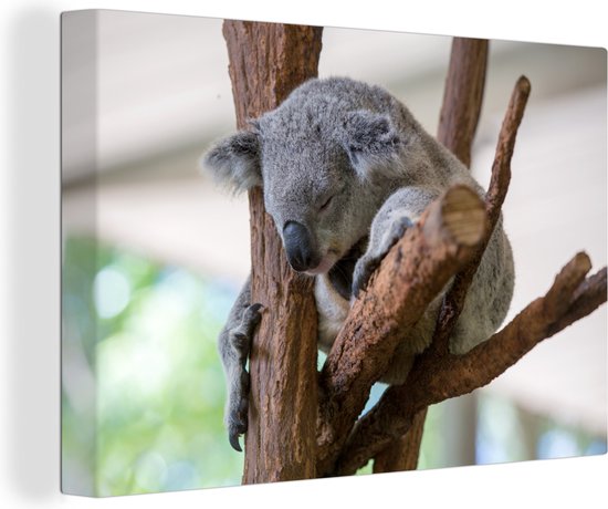 Jeune koala dort dans un arbre 180x120 cm - Tirage photo sur Toile (Décoration murale salon / chambre) / Animaux sauvages Peintures sur toile XXL / Groot format!