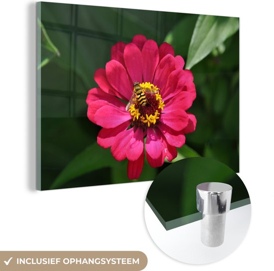 Fleur de zinnia rose avec une abeille dessus Plexiglas 180x120 cm - Tirage photo sur Glas (décoration murale plexiglas) XXL / Groot format!