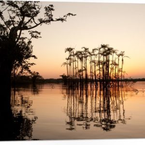 Feuille de mousse PVC – Grands Arbres étroits poussant dans Water – 80×60 cm Photo sur feuille de mousse PVC Feuille de mousse PVC – Grands Arbres étroits poussant dans Water – 80×60 cm Photo sur feuille de mousse PVC