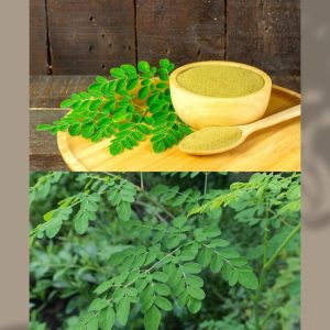 Health Benefits and Side Effects of Moringa oleiferaEbook Health Benefits and Side Effects of Moringa oleiferaEbook