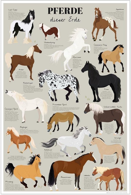 Paarden Poster - Leerposter Rassen - Wanddecoratie Kamer - Gedetailleerde Illustraties - 61 x 915 cm - Meerdere Kleuren