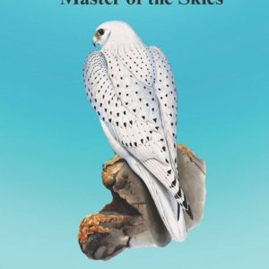 Gyr Falcon « Master of the Skies »