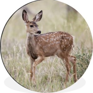 Jeune cerf regarde autour de lui Cercle mural aluminium ⌀ 120 cm – tirage photo sur cercle mural / cercle vivant / cercle de jardin (décoration murale) XXL / Groot format! Jeune cerf regarde autour de lui Cercle mural aluminium ⌀ 120 cm – tirage photo sur cercle mural / cercle vivant / cercle de jardin (décoration murale) XXL / Groot format!