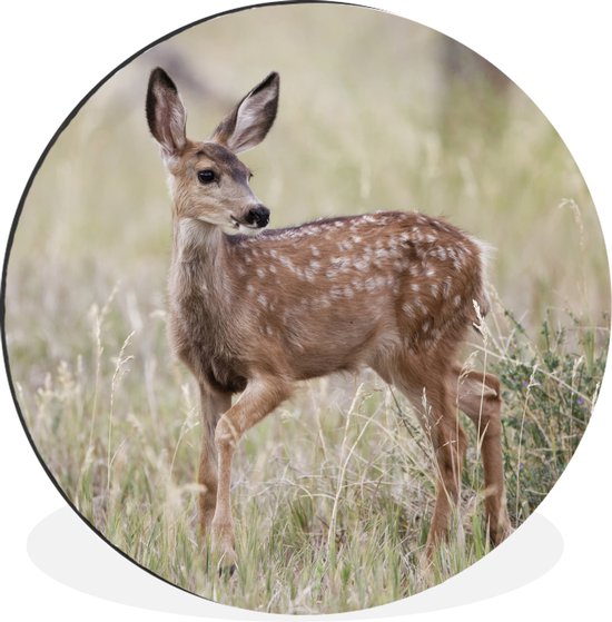 Jeune cerf regarde autour de lui Cercle mural aluminium ⌀ 120 cm - tirage photo sur cercle mural / cercle vivant / cercle de jardin (décoration murale) XXL / Groot format!