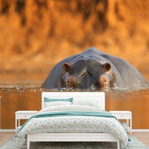 Hippopotame dans l&rsquo;eau du parc national Mana Pools au Zimbabwe 390×260 cm