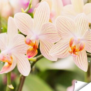 Gards Affiche de jardin Fleurs d’orchidées Witte rayées – 110×110 cm – Toile jardin – Décoration de jardin – Décoration murale extérieur – Tableau jardin Gards Affiche de jardin Fleurs d’orchidées Witte rayées – 110×110 cm – Toile jardin – Décoration de jardin – Décoration murale extérieur – Tableau jardin