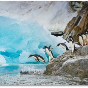 Les pingouins en Antarctique plongent dans l&rsquo;eau en 180×120 cm XXL / Groot taille!